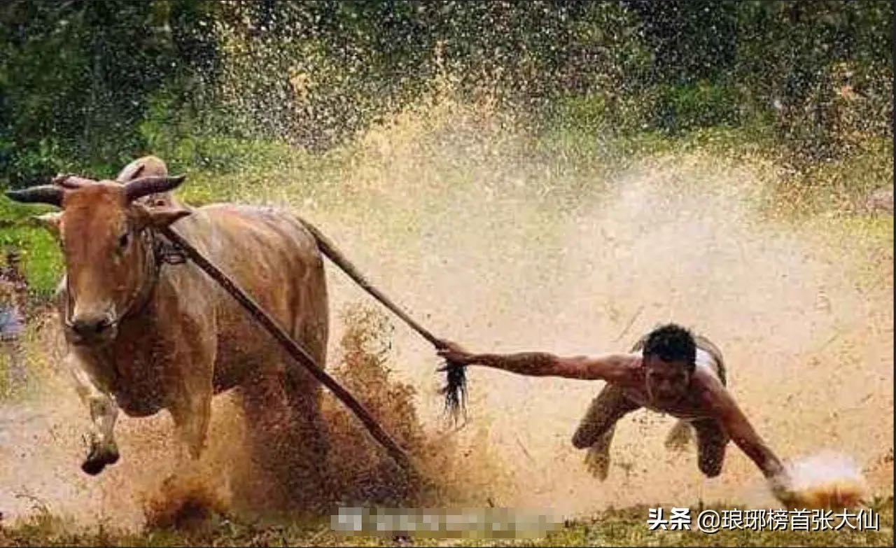 好茶值得长线持有~配图2