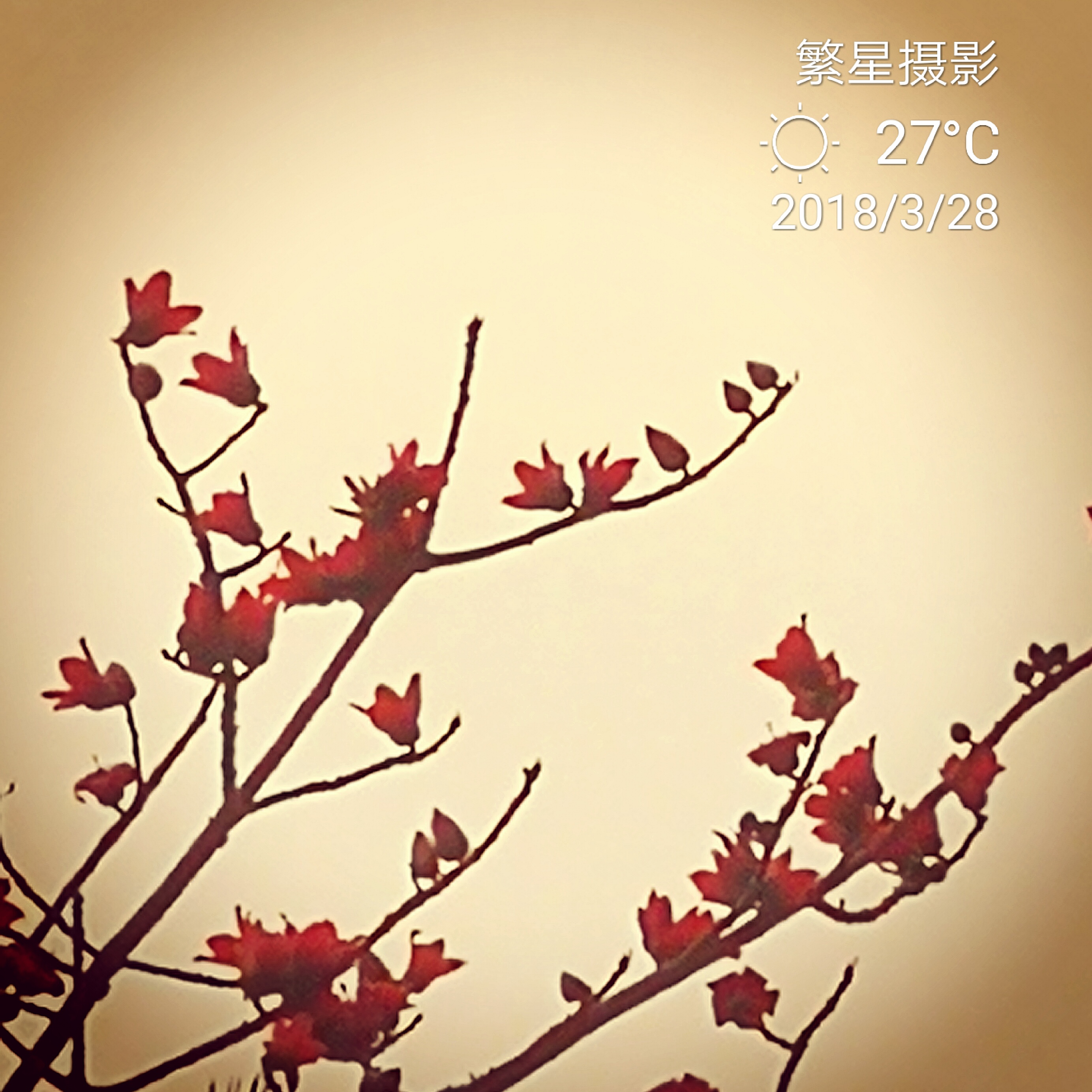 韵系列唯一古树茶—蜜韵配图5