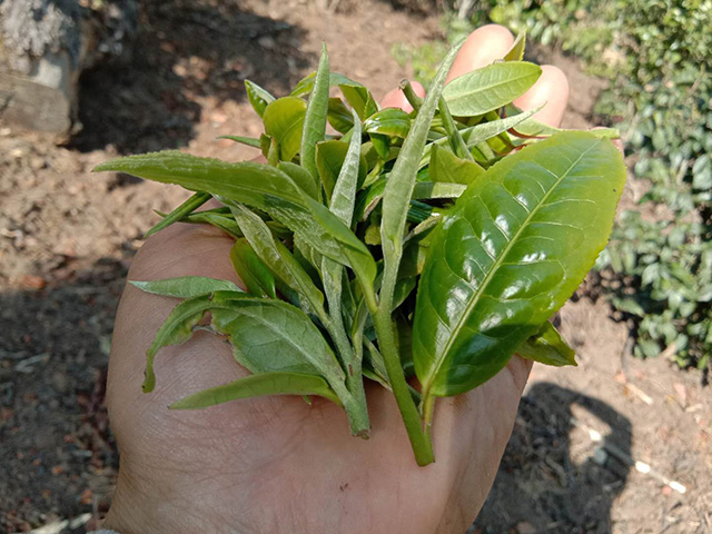 转发【一茶网】2020云南各大茶山春茶价格配图1
