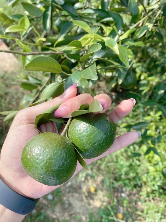 东和,找找茶还有什么普洱茶行情网是控盘的?配图1