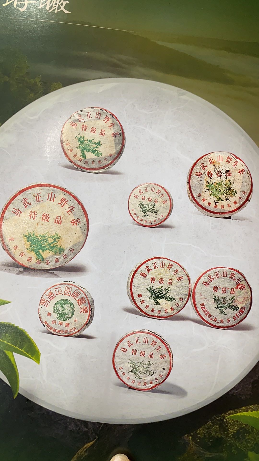 潮起观海,潮落拾鱼配图1