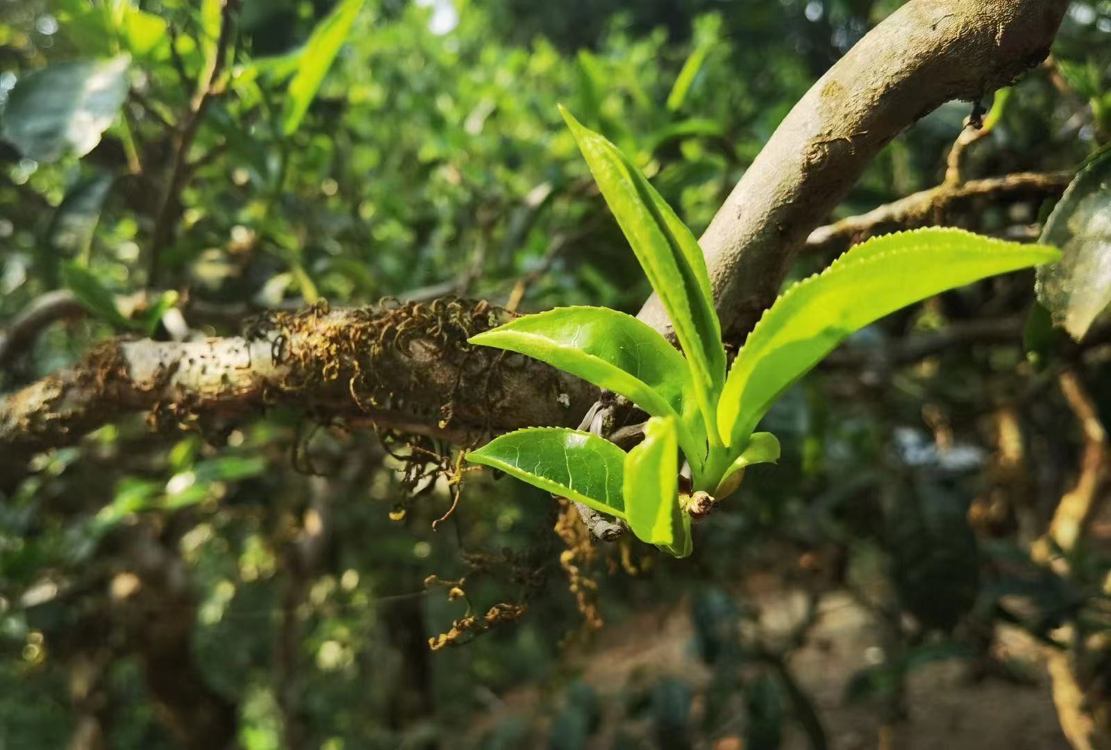 什么是云南普洱茶?每日一杯普洱茶配图1