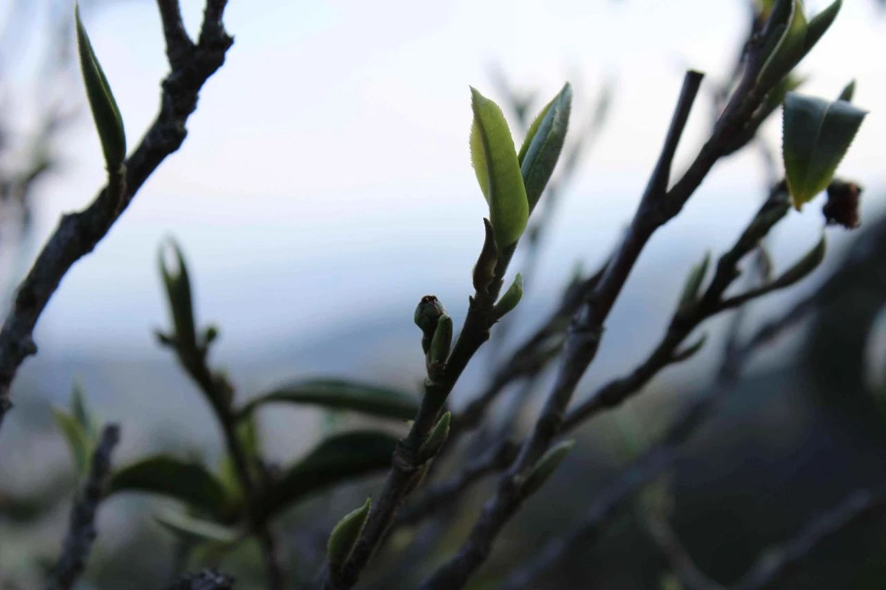 生茶的苦涩由什么造成,为什么有的茶入口甘甜,有的却很苦?配图1