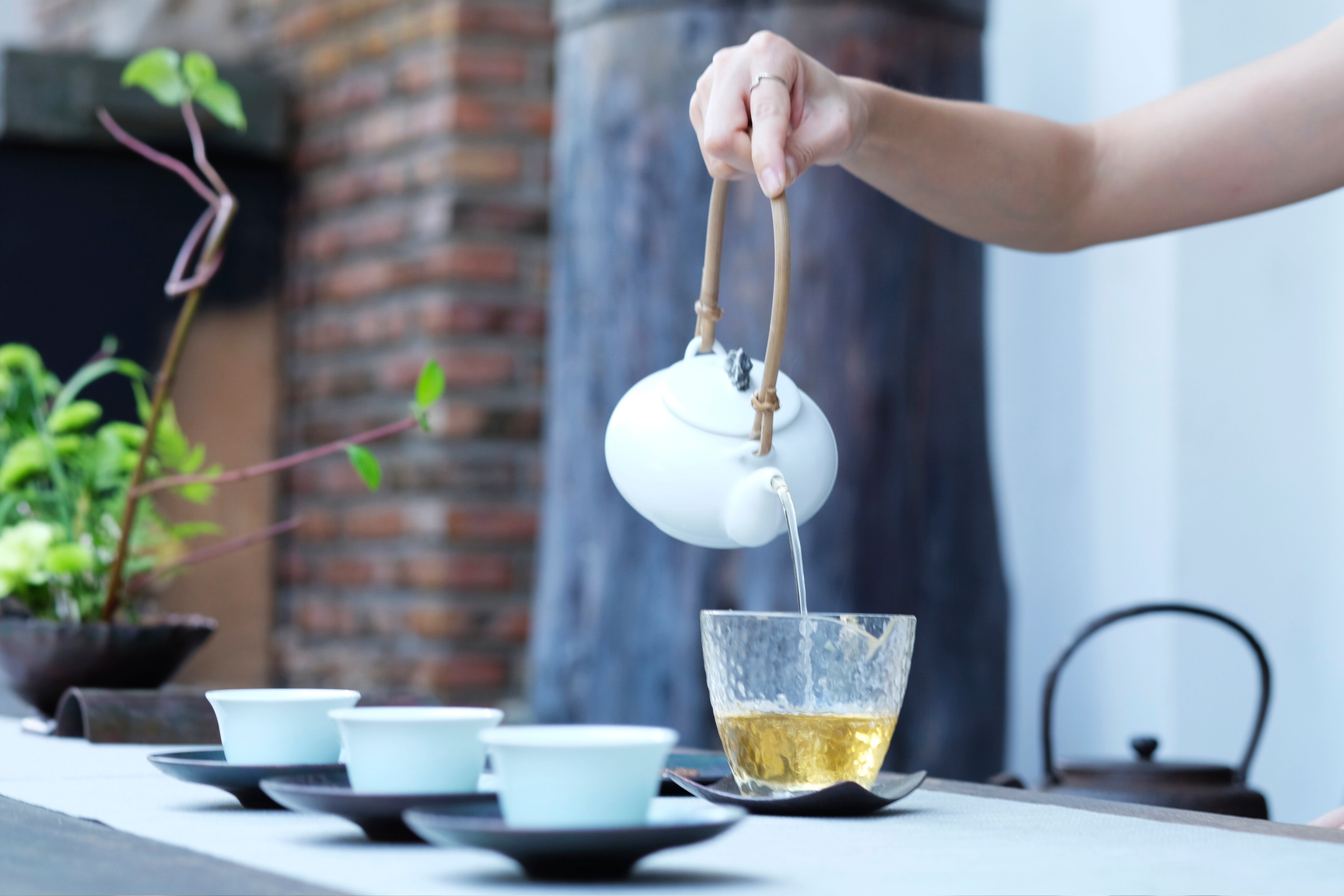 什么因素会影响干茶中的茶多酚含量?配图1