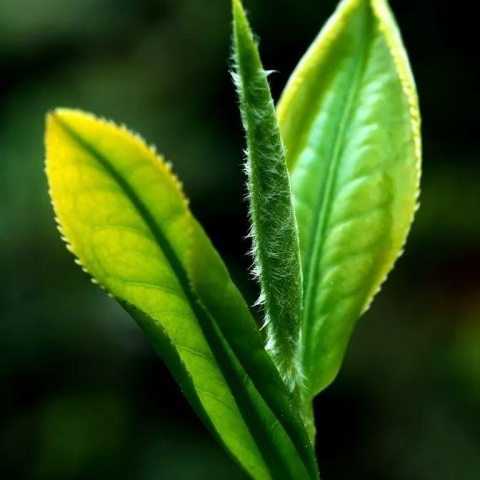 普洱生茶银毫 VS 熟茶金毫,谁比谁高贵?配图1