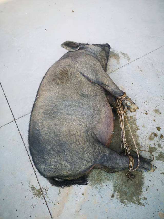 经销商和所谓的大平台配图1