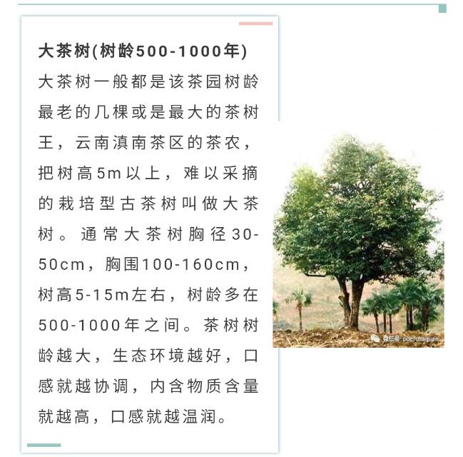 大树茶也是顶级用料配图1
