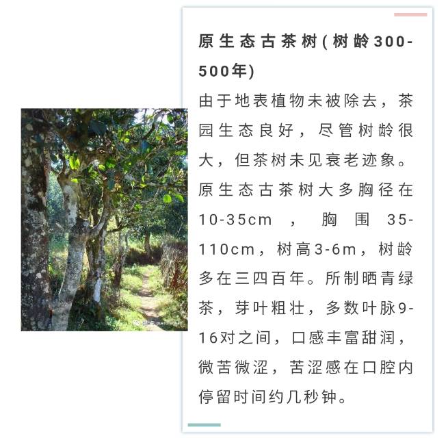 大树茶也是顶级用料配图2