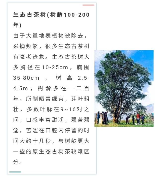 大树茶也是顶级用料配图3