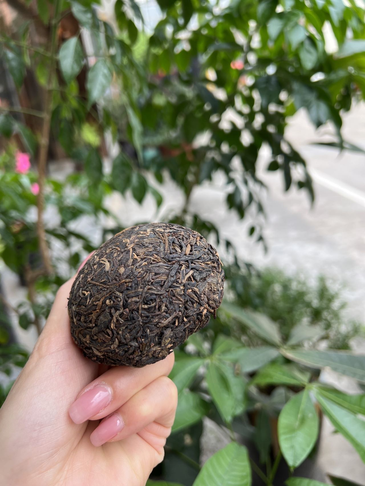 好茶分享配图5
