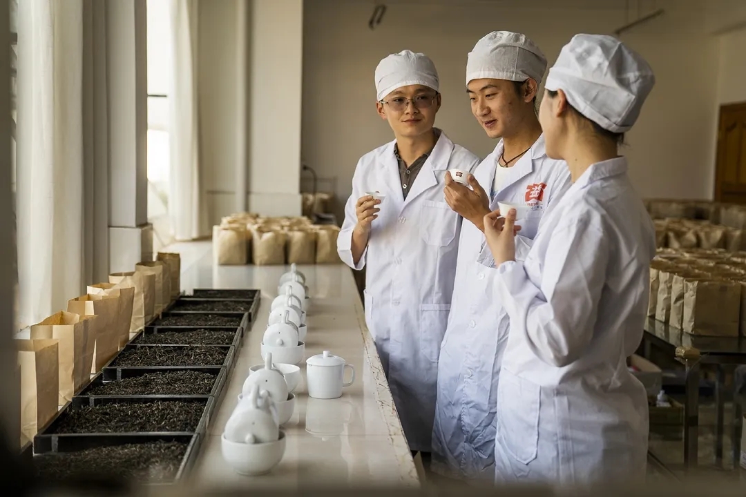 大益新品会是什么茶?配图1