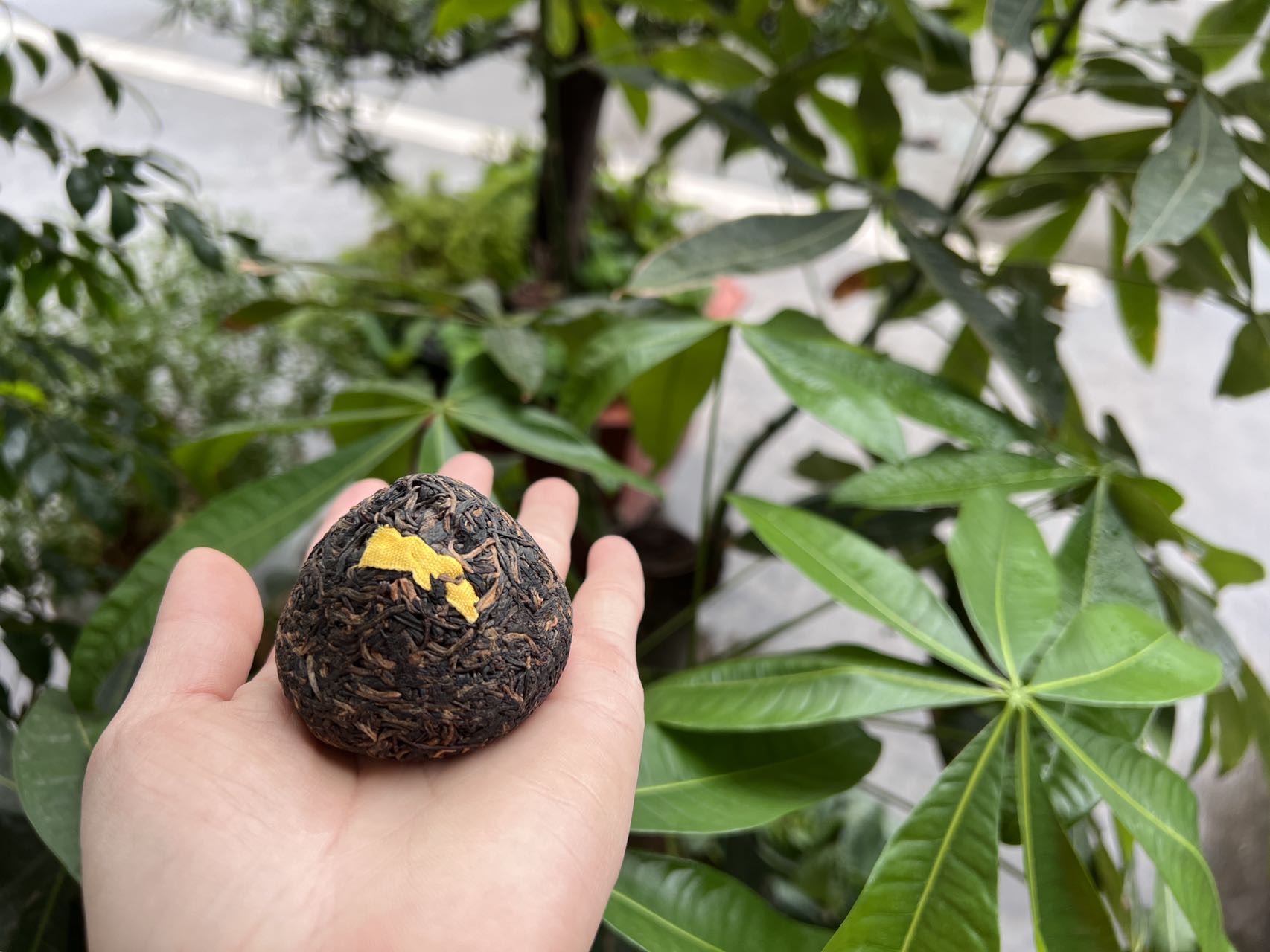 好茶分享给懂茶的你配图7