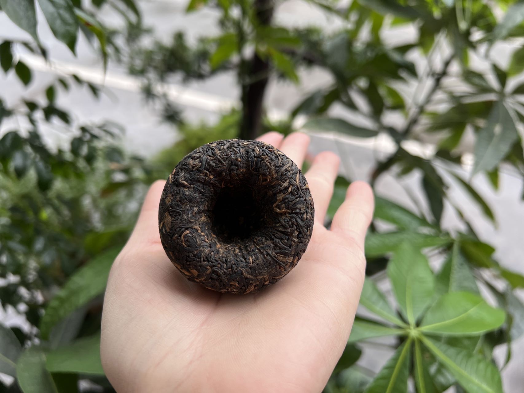 好茶分享给懂茶的你配图8