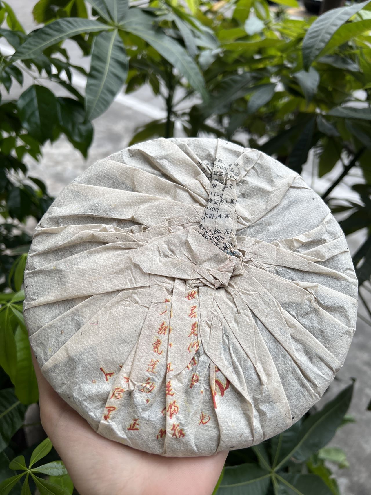 好茶分享🍵配图2