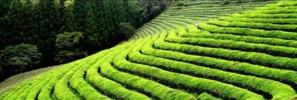 普洱茶小知识(一)配图2