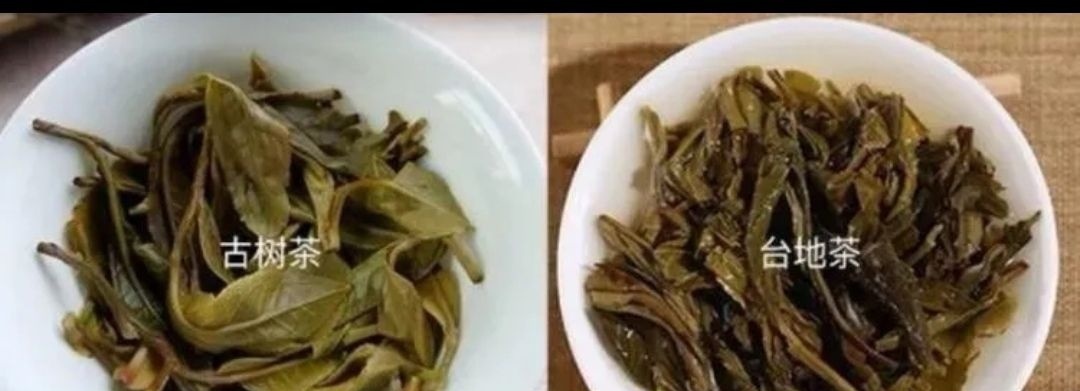 普洱茶小知识(一)配图5
