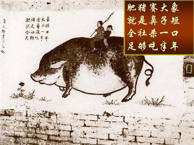 精品孔雀十天期复盘:谁是受益者?配图2