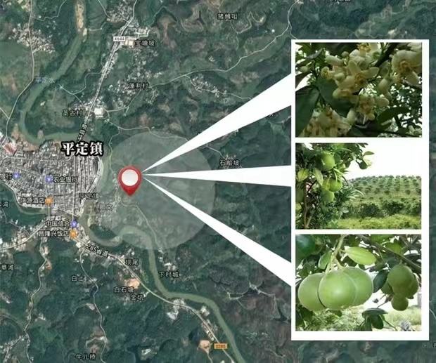 正宗黄金正毛化橘红配图8