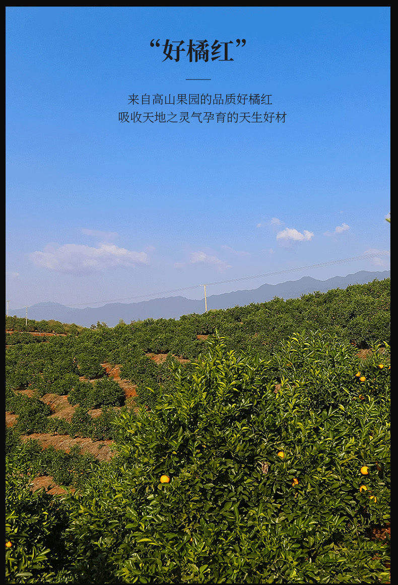 正宗黄金正毛化橘红配图9
