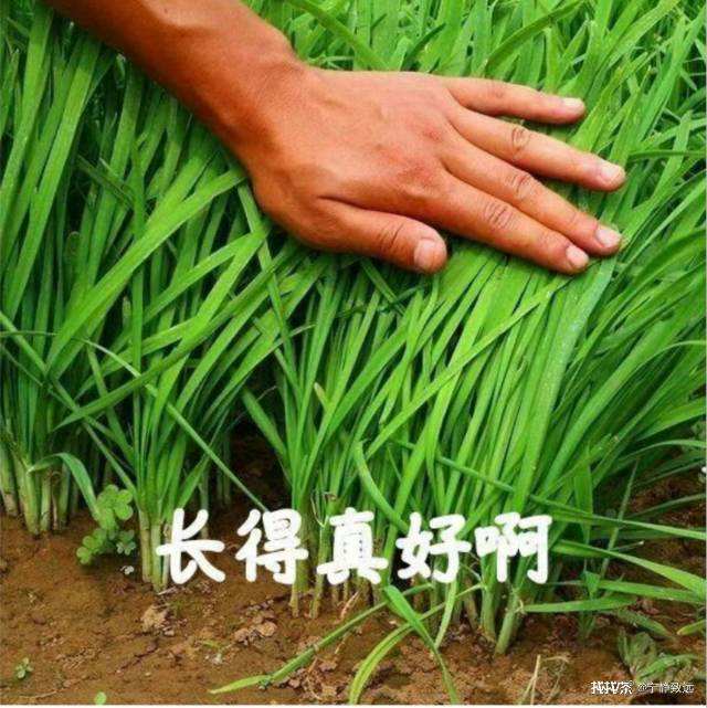 大益茶当前存在的四大痛点配图1