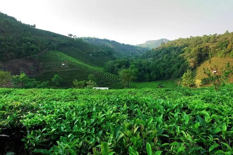 茶思小雨(十三)思茅茶区配图1