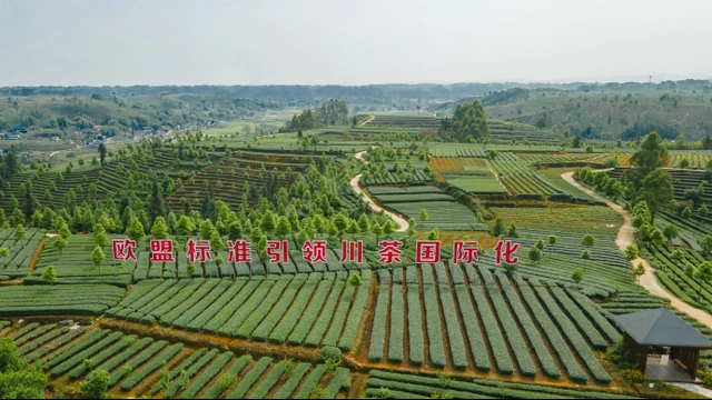 国际茶叶委员会主席伊恩·吉布斯考察夹江茶产业发展配图1