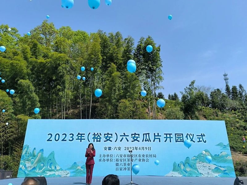 2023春茶季:六安瓜片全面开采,洞庭山碧螺春采季结束配图1