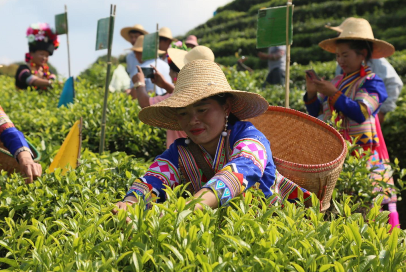 布朗山乡:一片茶叶铺就一条乡村振兴之路配图1