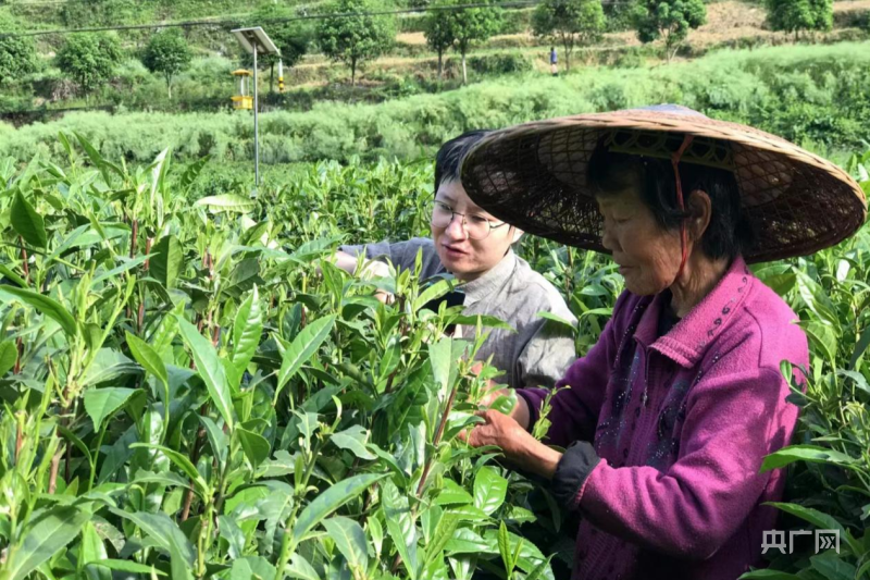 博士团下乡 为湖南保靖黄金茶文化赋能配图1