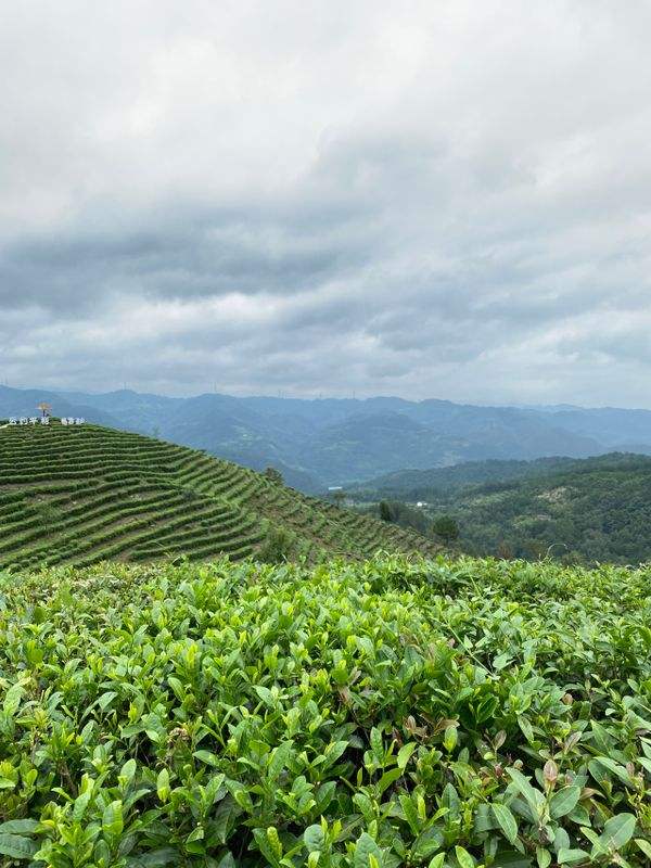 饮茶,一直都少不了配图4