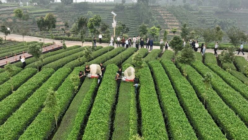 第四届国际(乐山)绿茶大会 以茶为媒 国际国内嘉宾齐聚夹江配图3