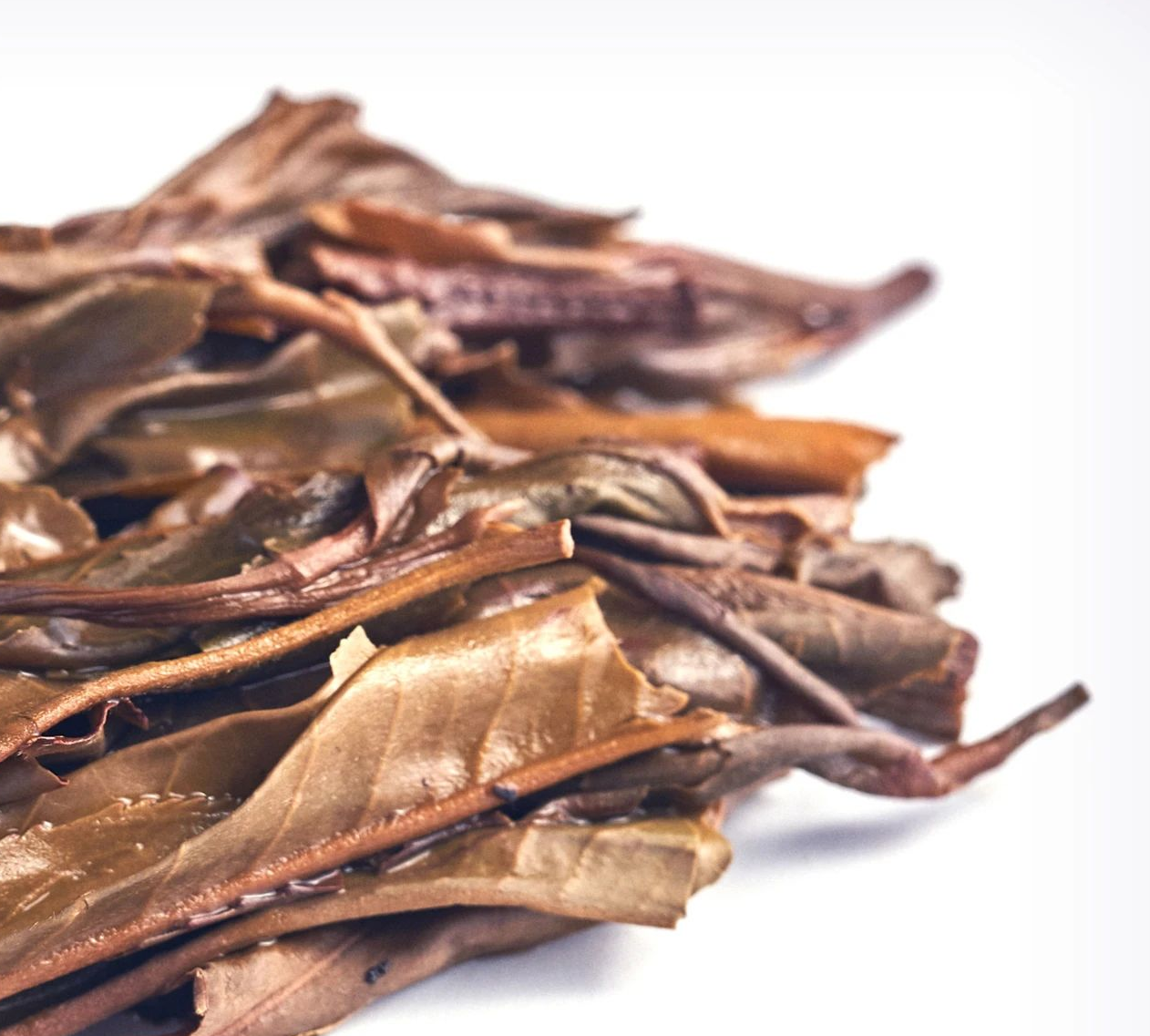 茶底信息图片1