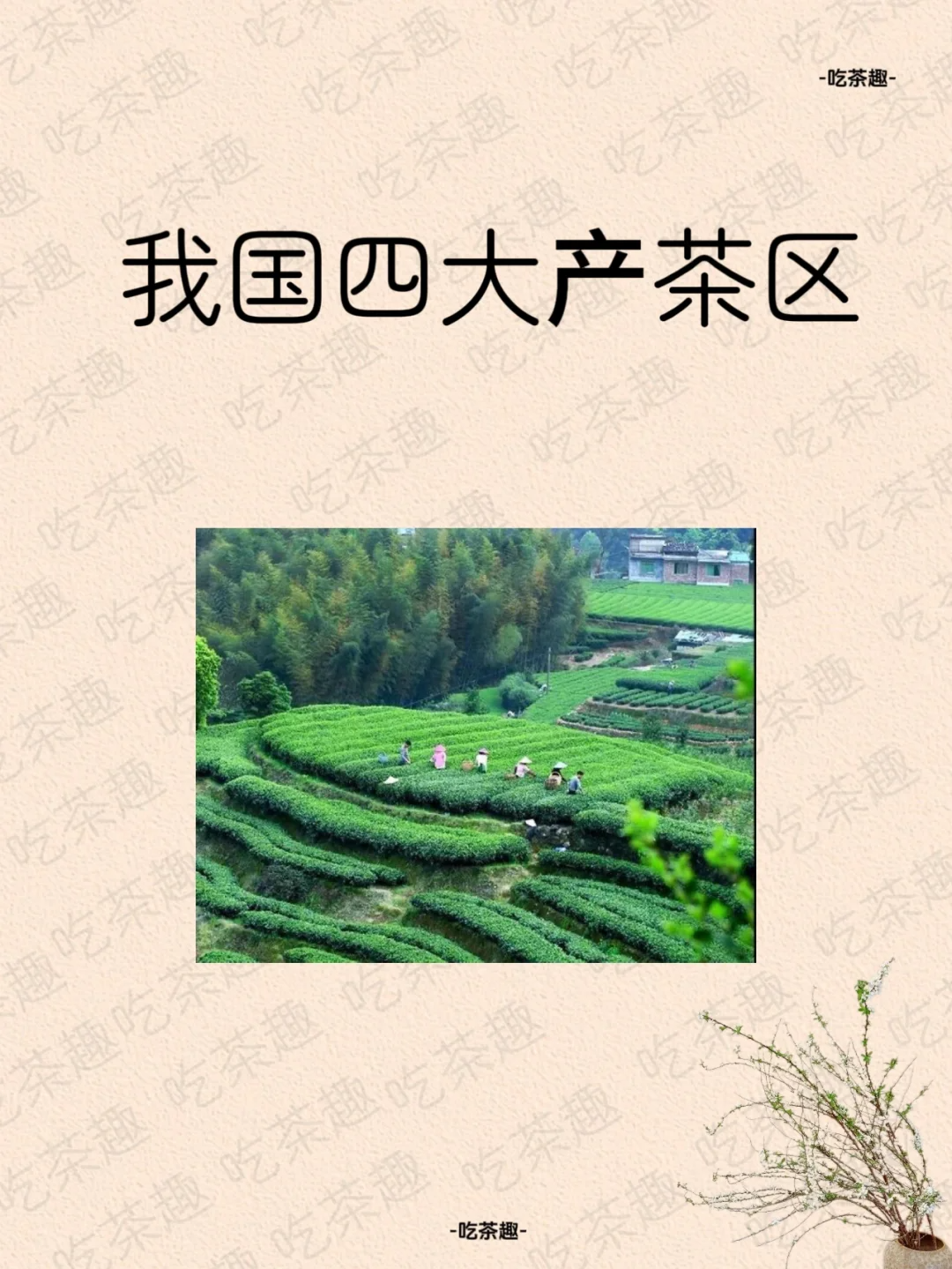 我国四大茶产区🌱配图1