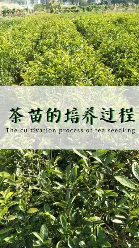惊!原来茶苗的培育过程是这样的👀配图1