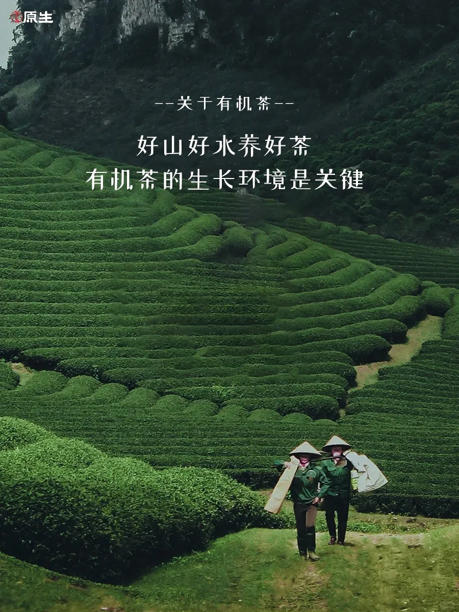 有机茶的生长环境关键是什么❓❓❓配图1