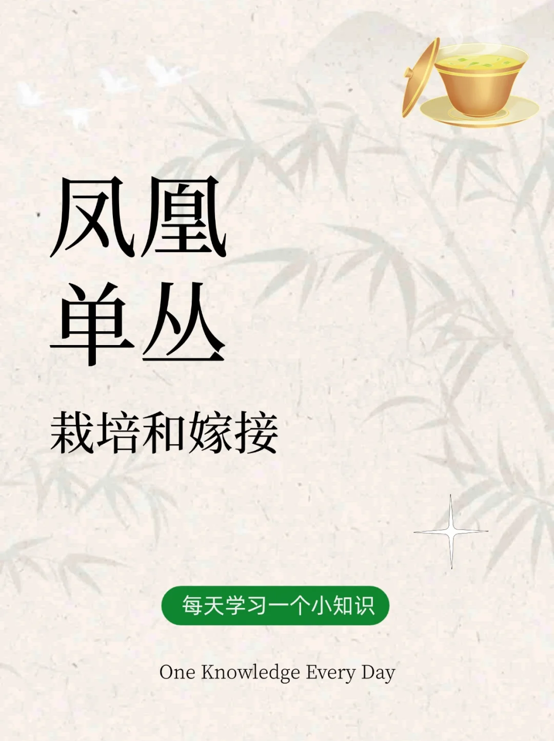 你知道凤凰单丛如何栽培和嫁接吗?配图1