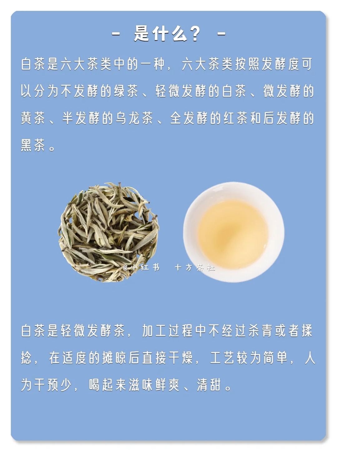 七天懂茶系列,第二期,白茶配图5