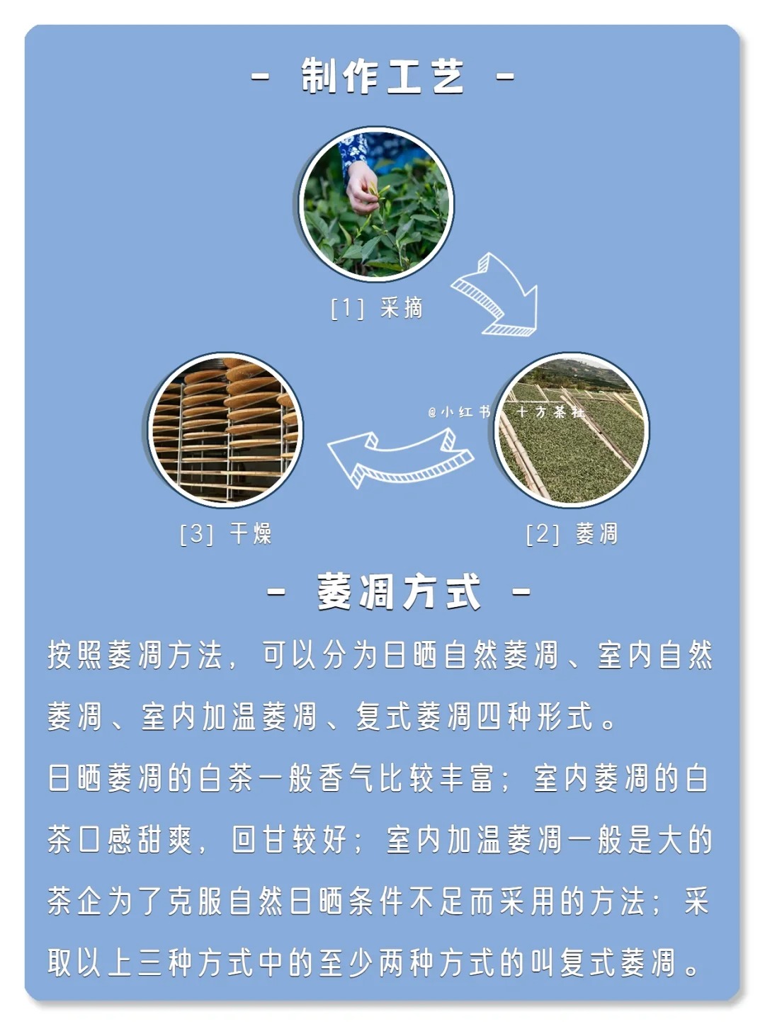 七天懂茶系列,第二期,白茶配图6