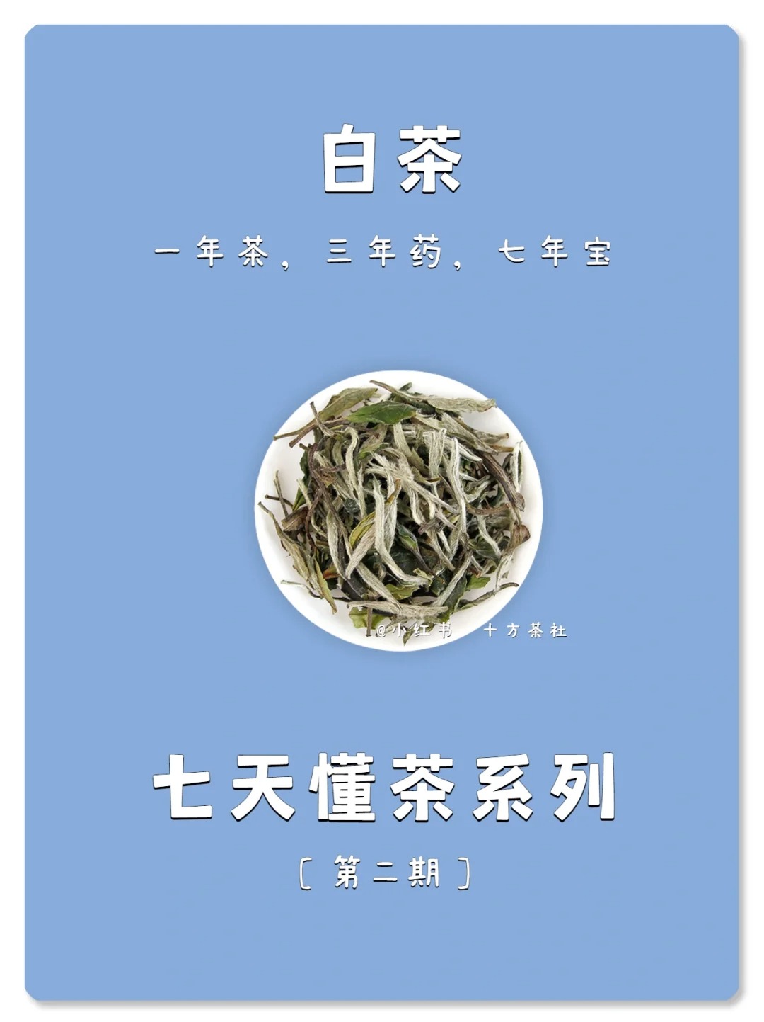 七天懂茶系列,第二期,白茶配图1