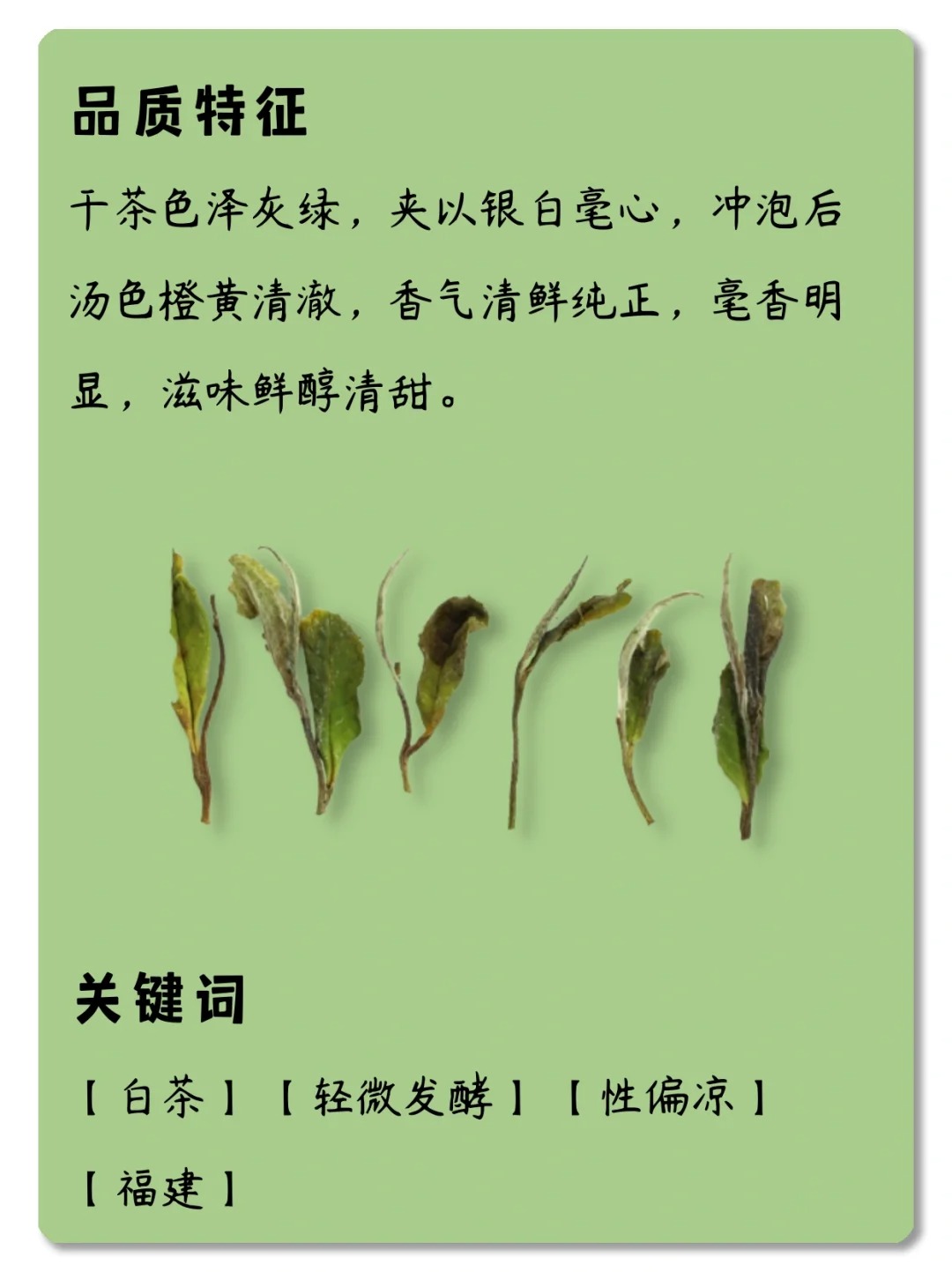 每天了解一款茶,第二十一期,白牡丹配图3