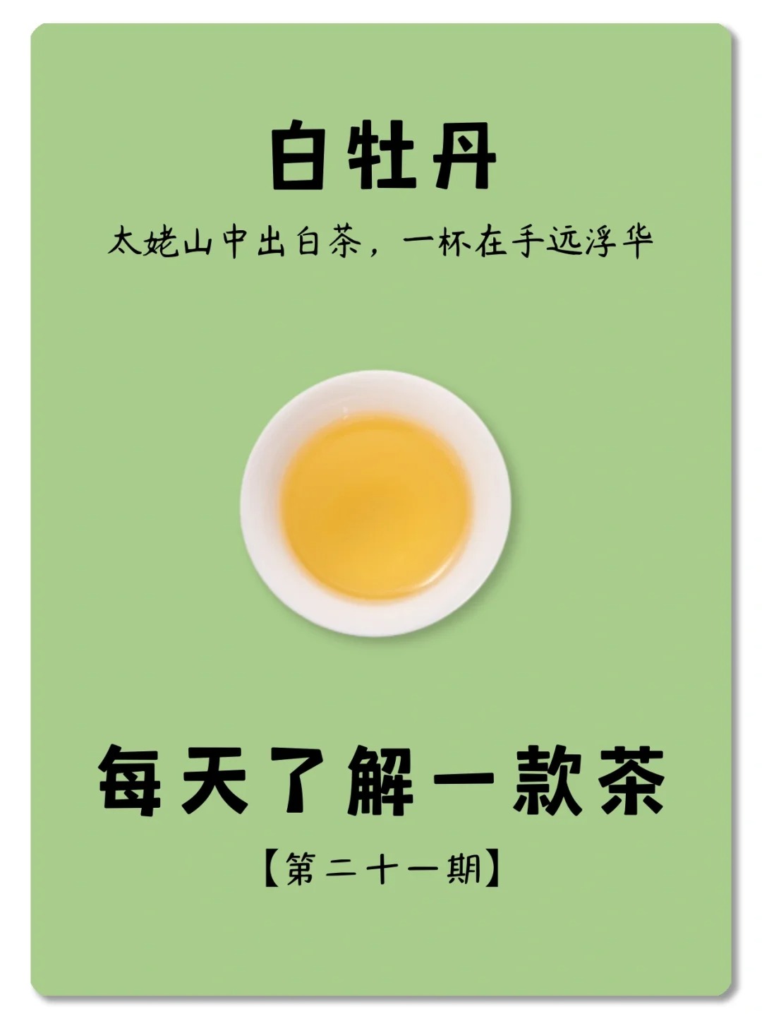 每天了解一款茶,第二十一期,白牡丹配图1