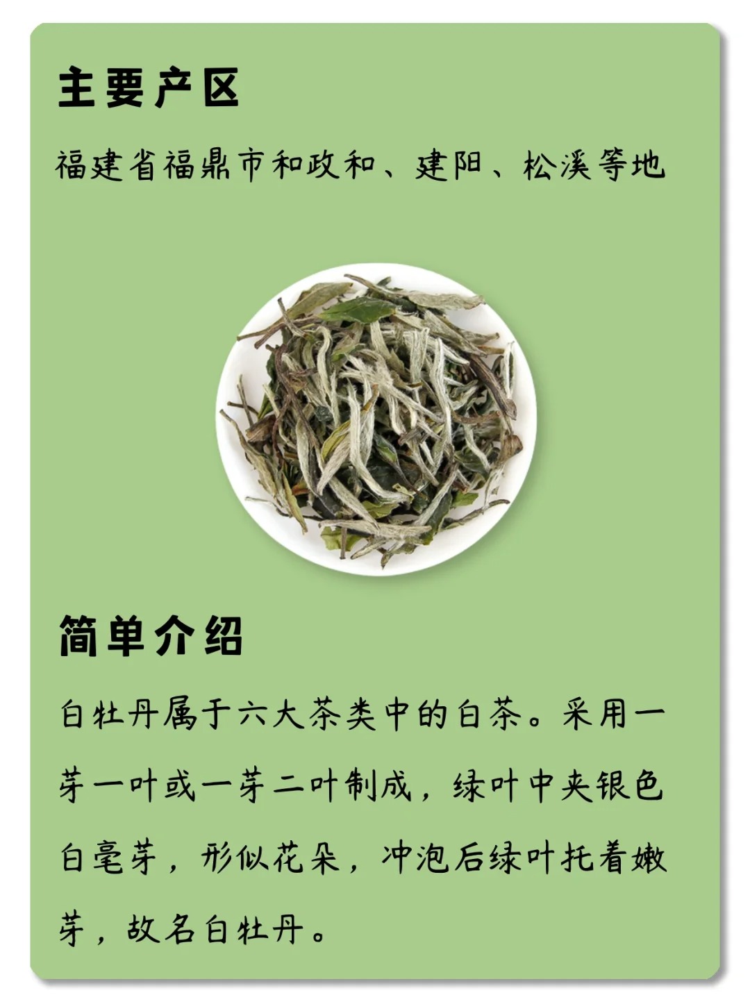 每天了解一款茶,第二十一期,白牡丹配图4