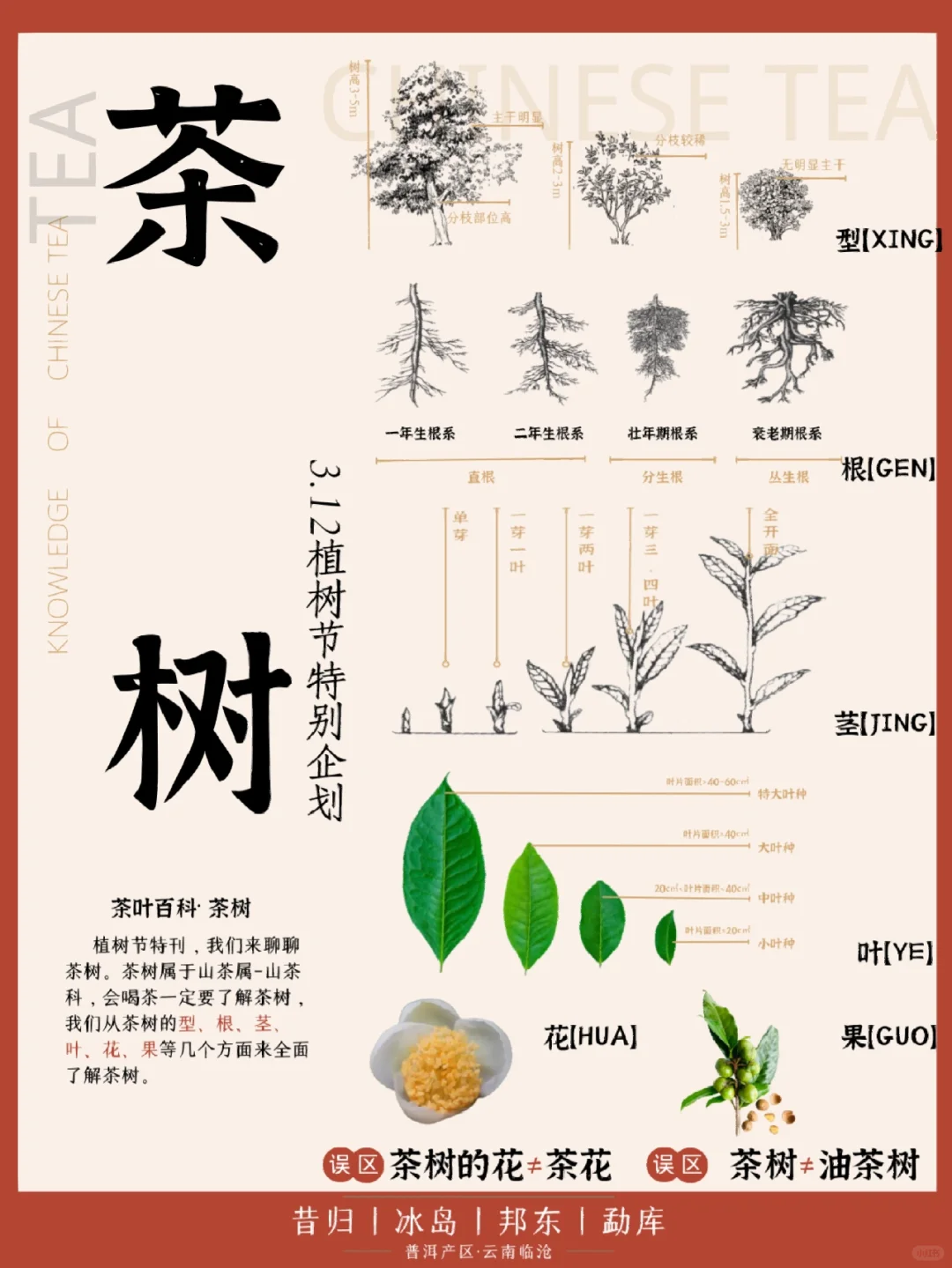 🍵茶知识 | 茶树,一个树的成长过程配图1