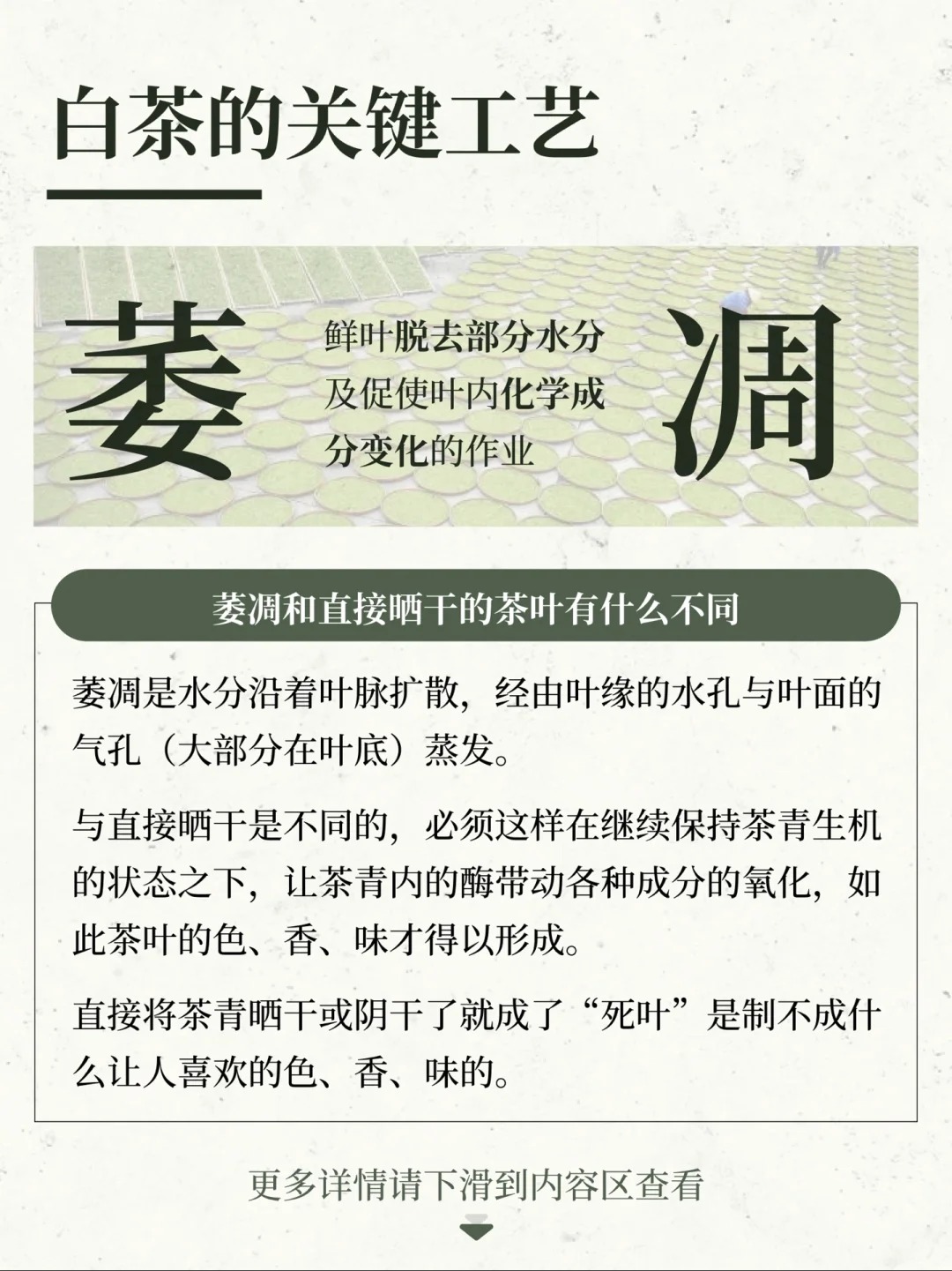 【制茶工艺-萎凋】为什么直接晒干的茶不叫茶配图2