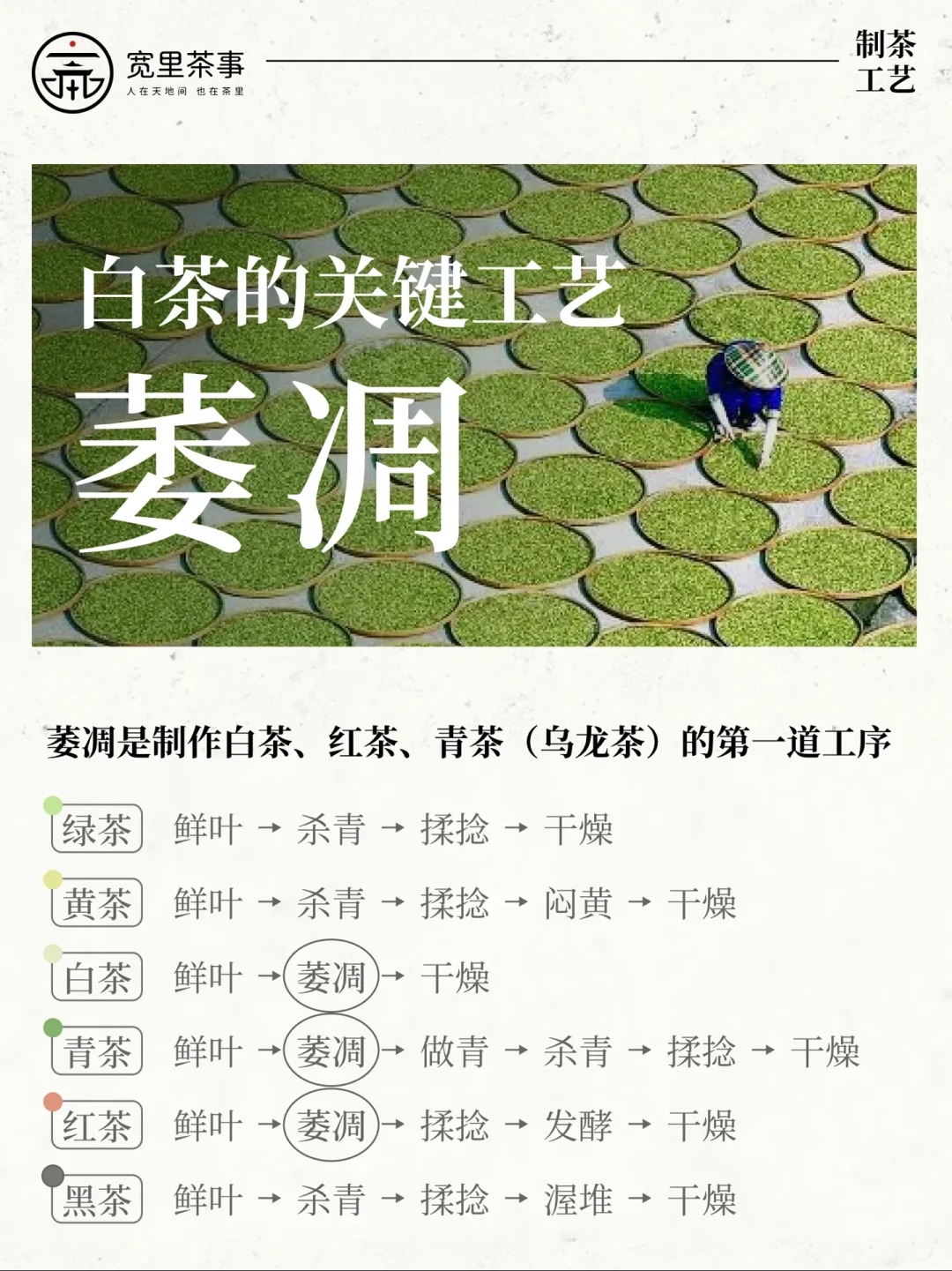 【制茶工艺-萎凋】为什么直接晒干的茶不叫茶配图1