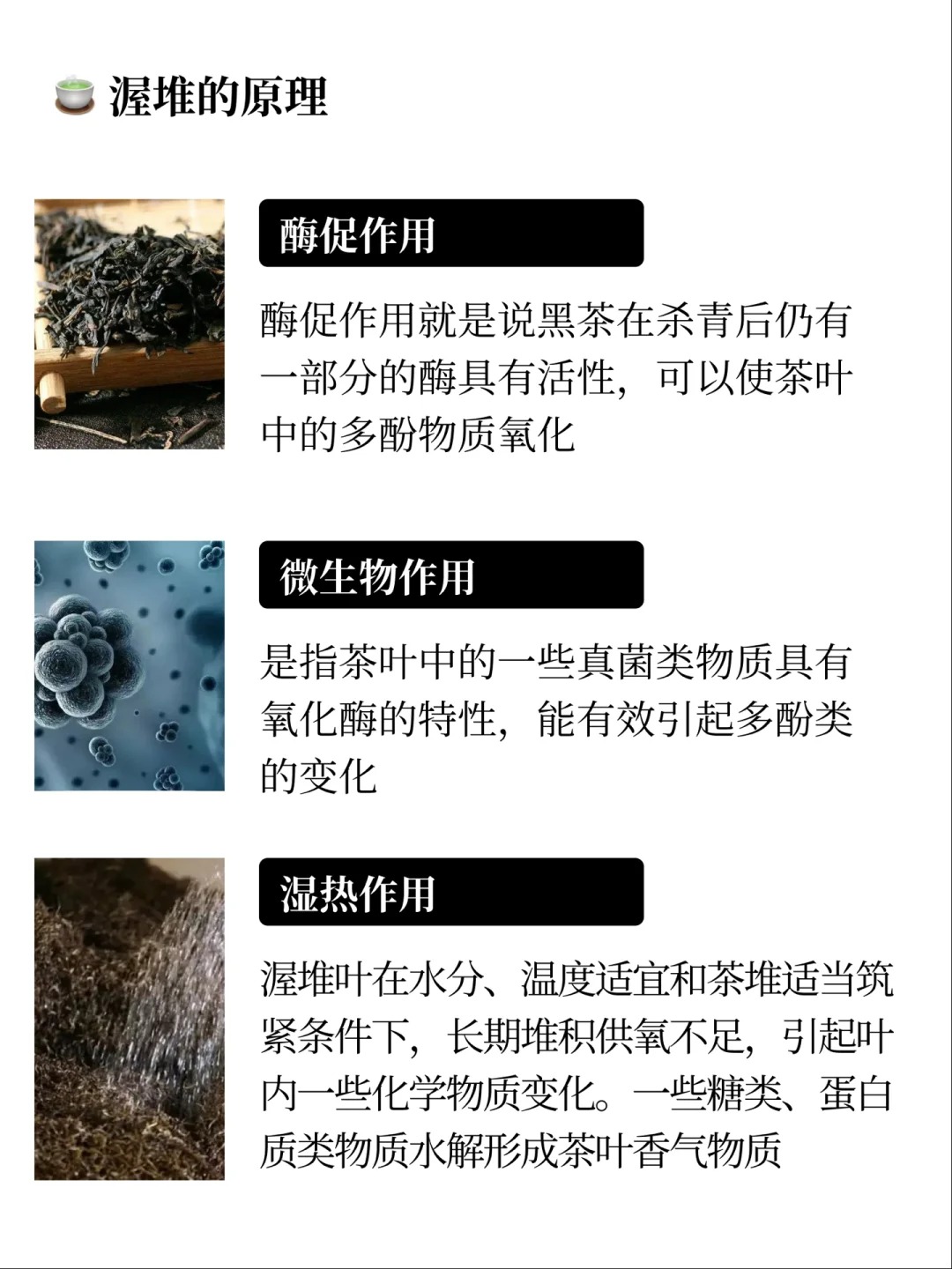 制茶工艺-渥堆】真正的发酵茶!养生必备配图3