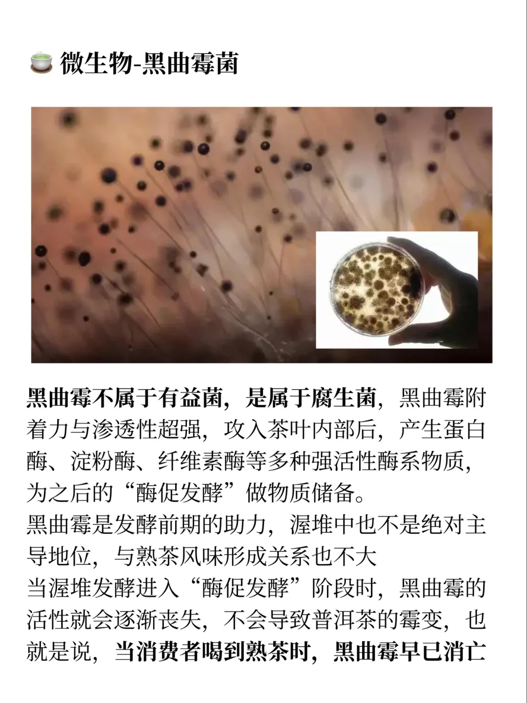 制茶工艺-渥堆】真正的发酵茶!养生必备配图6