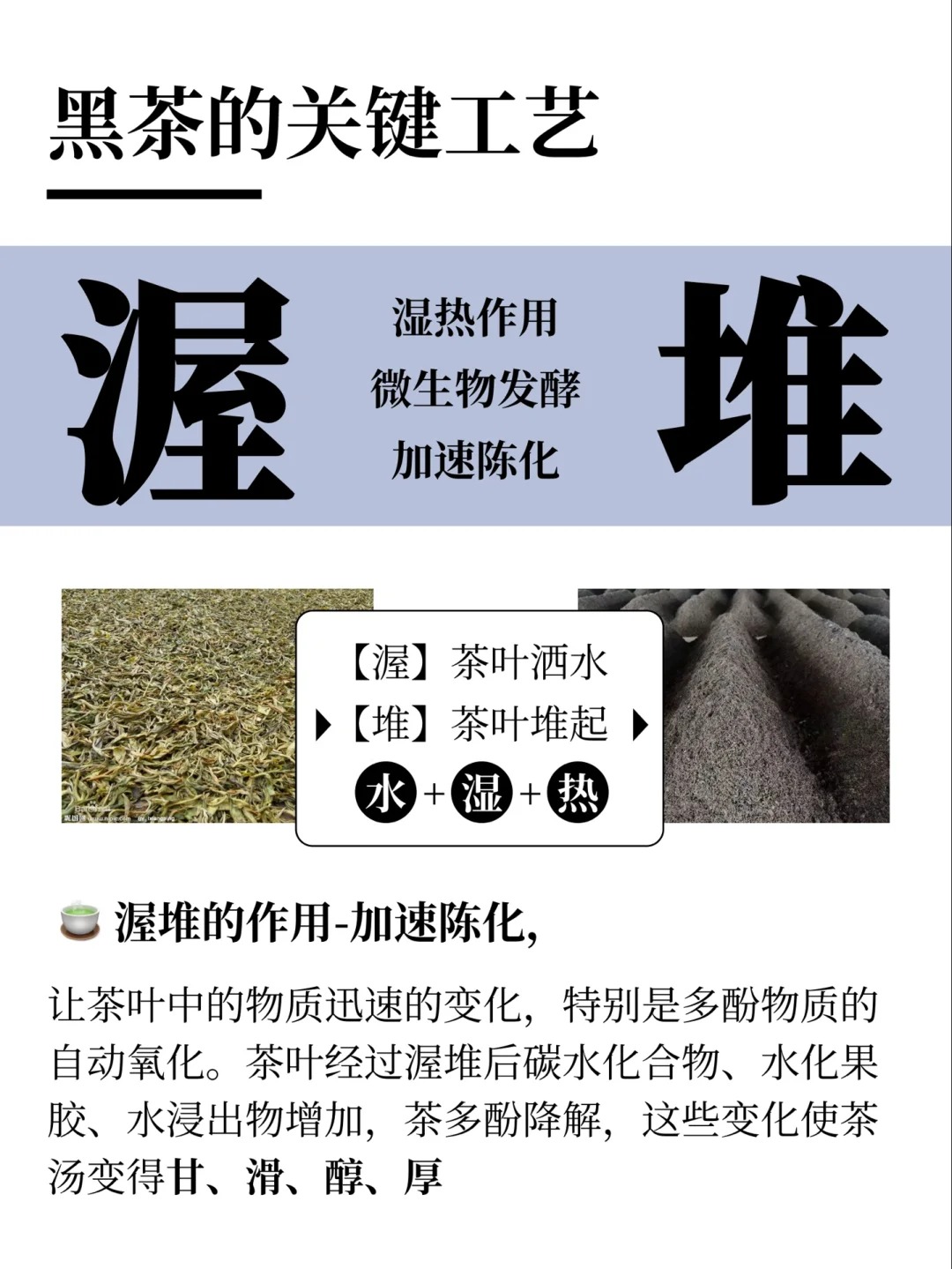 制茶工艺-渥堆】真正的发酵茶!养生必备配图2