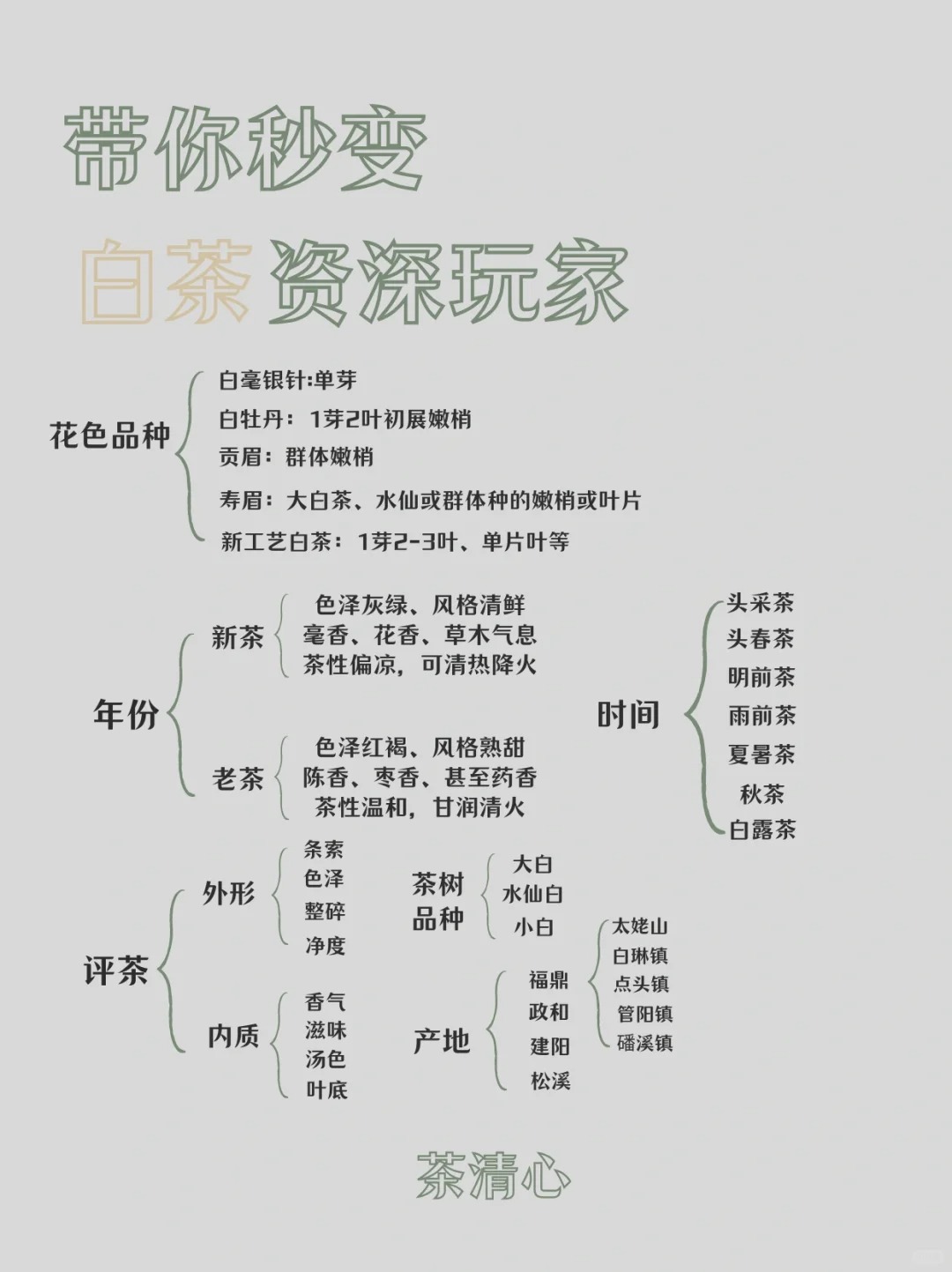 秒变茶届资深玩家|全面了解白茶🌿配图1