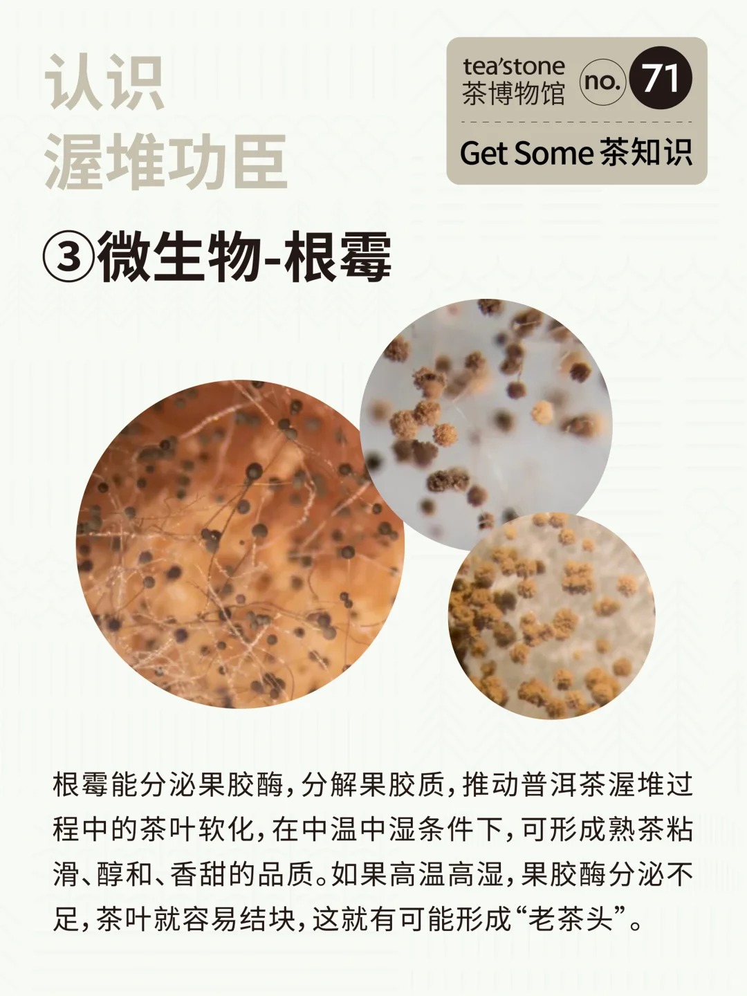 茶知识丨黑茶工艺渥堆到底是什么?配图6